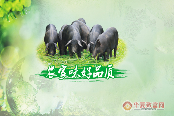 温氏养猪加盟